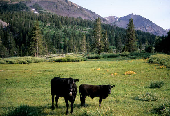 00000-02340 Cows at Leavitt Creek trample meadow, Sierra Nevada Tioyabe NF California George Wuerthner-2679.tif