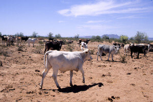A herd of cattle in an overgrazed desert