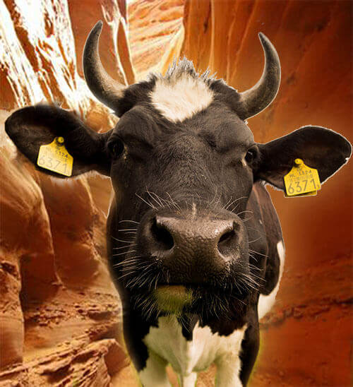 Cows-slot