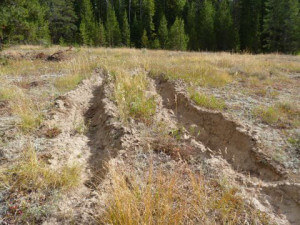 Deep vehicle ruts in a meadow