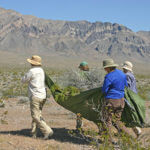 Women with a tarp full of dead vegetation to perform vertical mulching.
