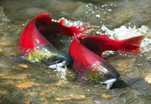 Salmon swimming