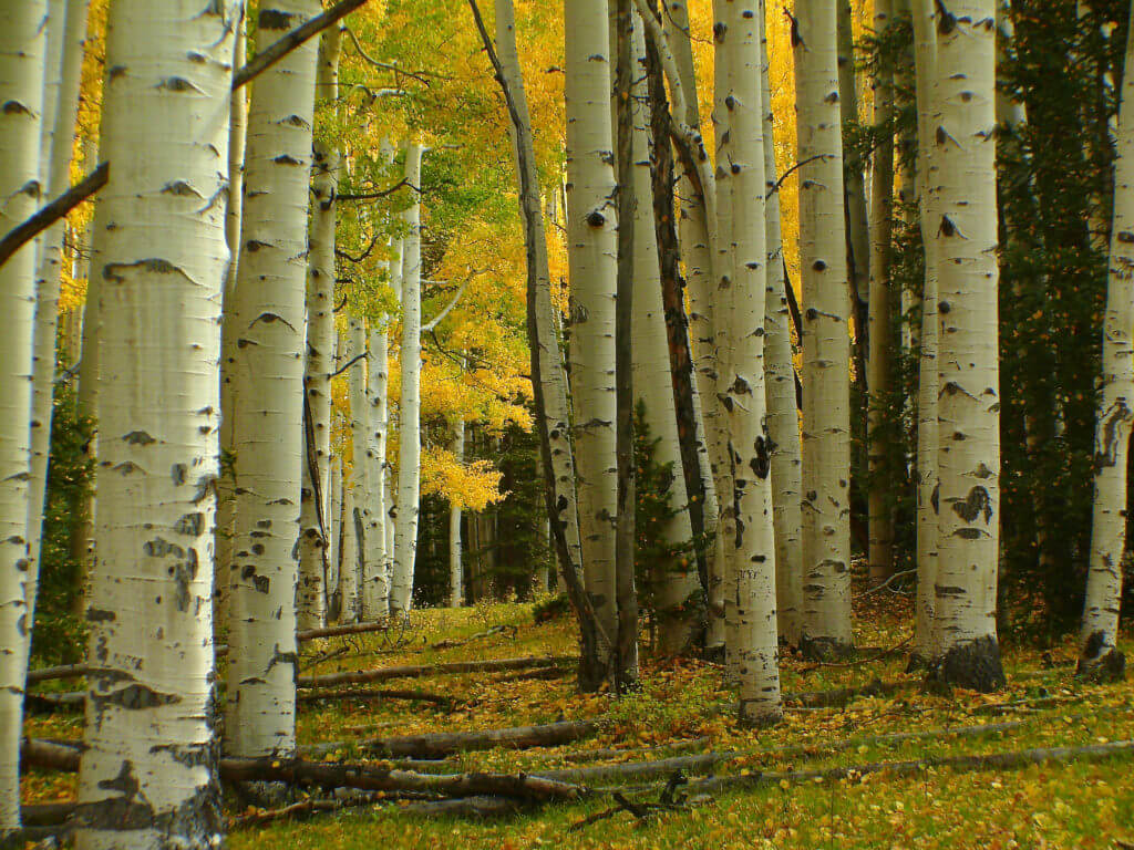 aspen tree leaves turning bright yellow