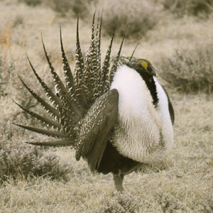 image of sage grouse