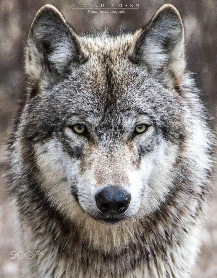 Raise Your Voice in Support of Gray Wolves!