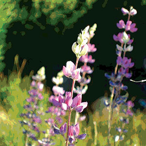 Lupine wildflowers