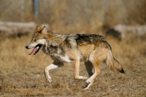 wolf_running