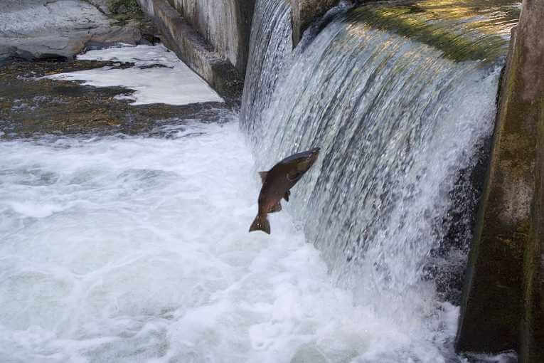 A salmon swimming upstream trying to jump over a small dam