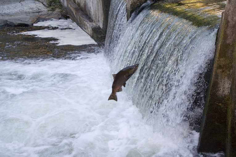 A salmon swimming upstream trying to jump over a small dam