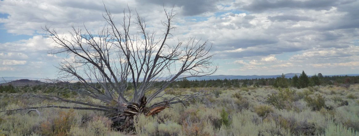 sagebrush_desert_crop