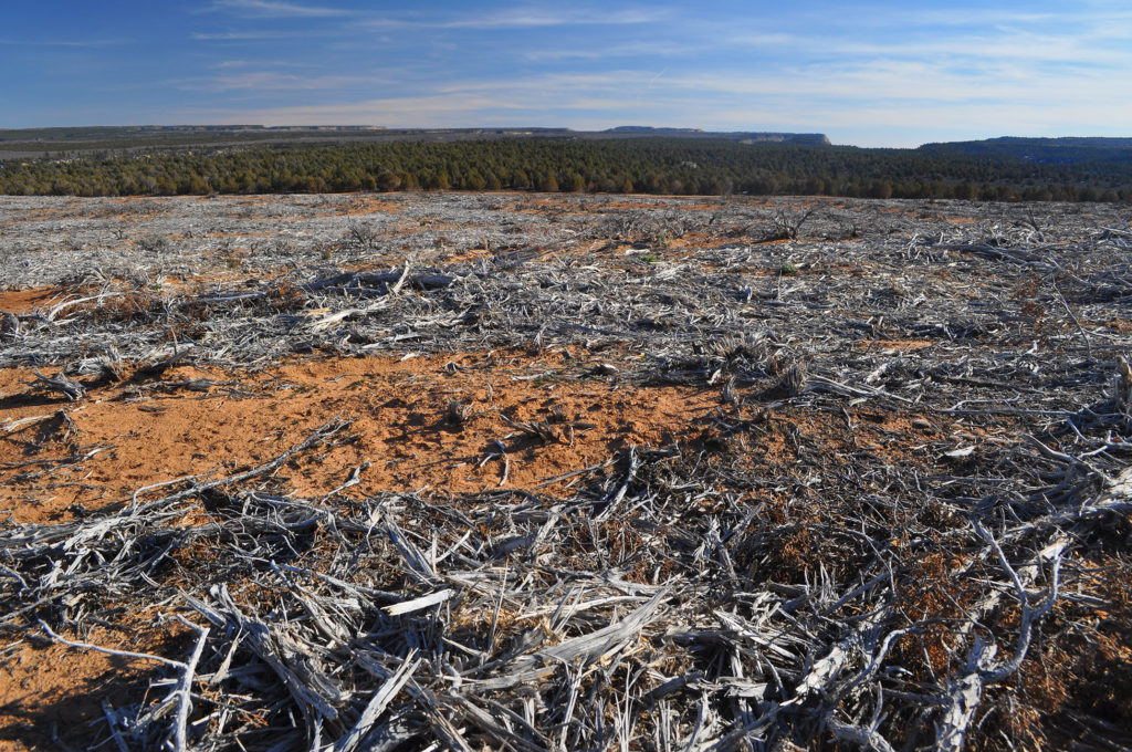 Aftermath of a BLM “mastication” project on Utah public lands. Copyright Ray Bloxham/SUWA