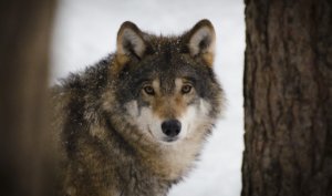 wolf
