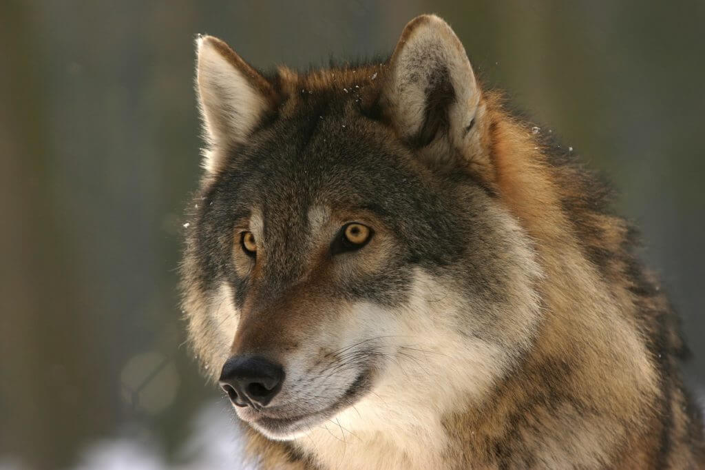 70 Conservation Organizations, Representing 16 Million Americans, Endorse Colorado Wolf Restoration
