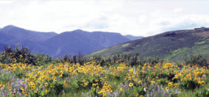 wild-flower-wilderness-greatoldbraods/blog