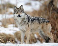 Mexican-Gray-Wolf