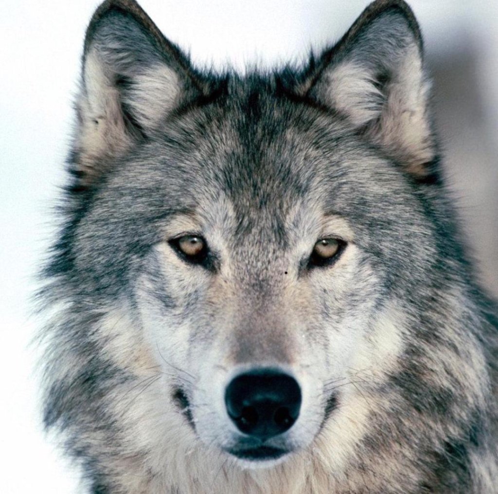 70 Groups Formally Petition to Re-list Wolves as “Endangered” Throughout the West