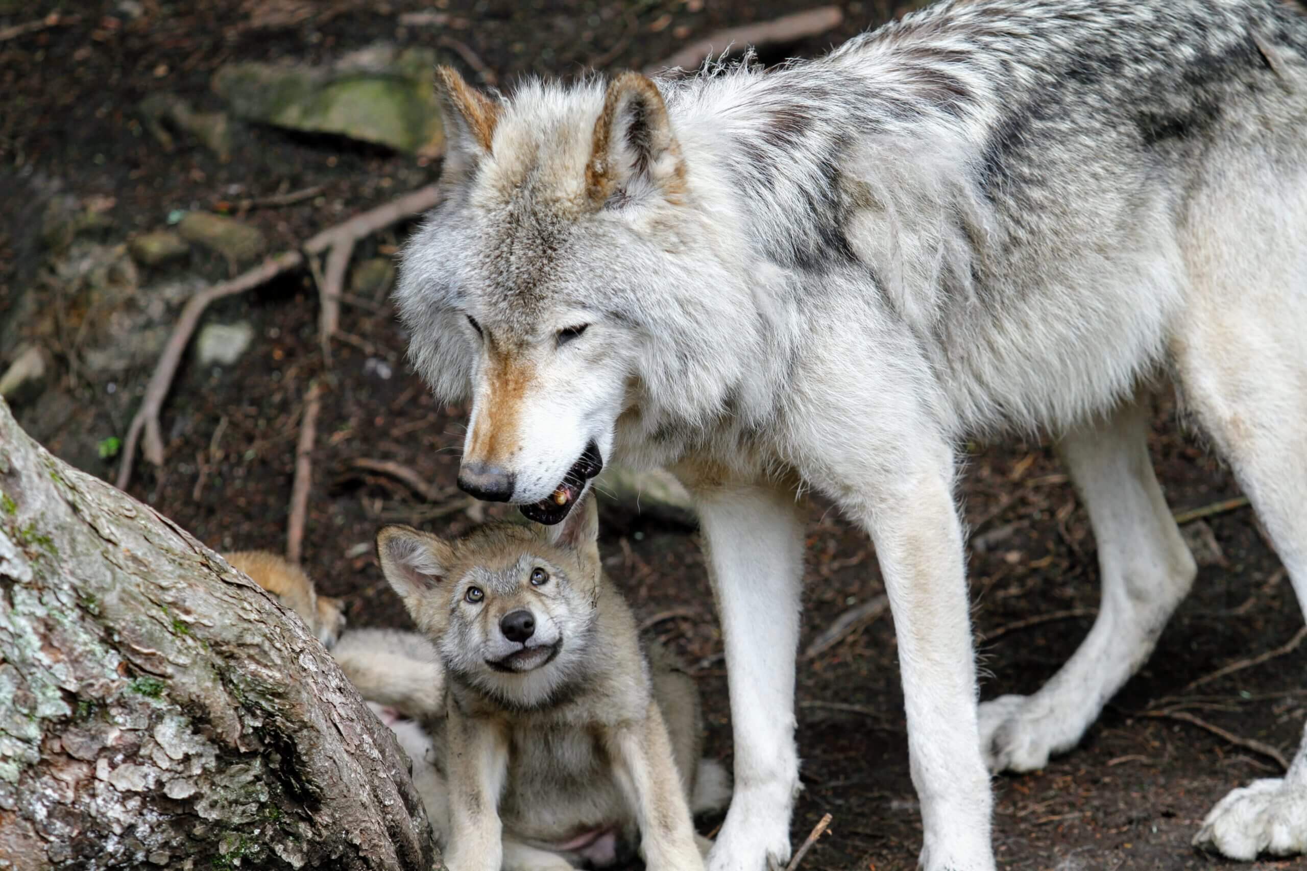 wolf w/pup