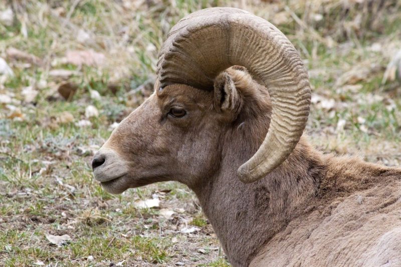 January 24 | 6:30 pm  —  Bighorn Sheep in Southwest Colorado