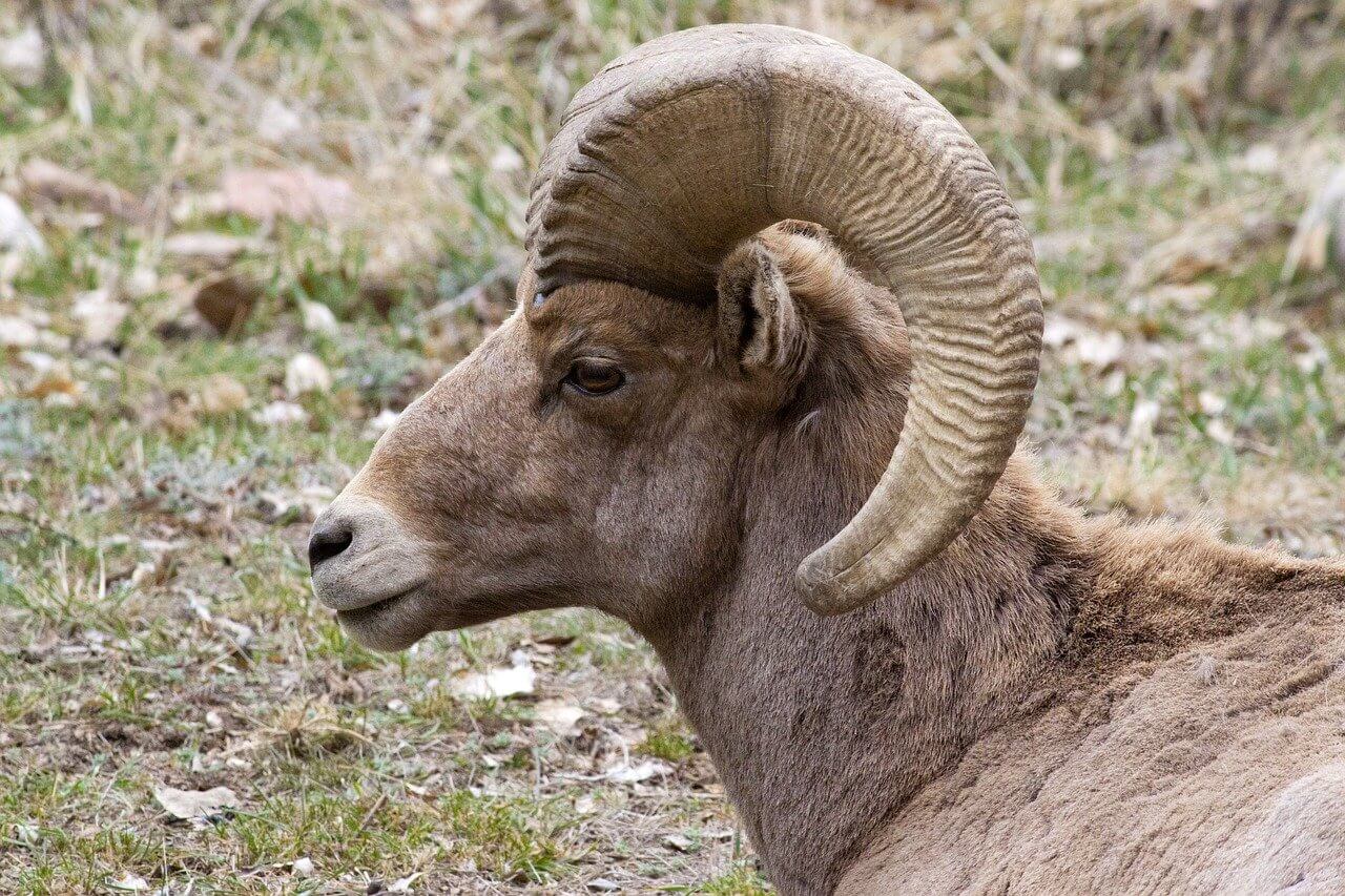 January 24 | 6:30 pm  —  Bighorn Sheep in Southwest Colorado
